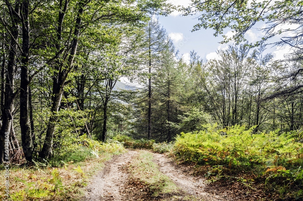 Obraz premium Path in the forest