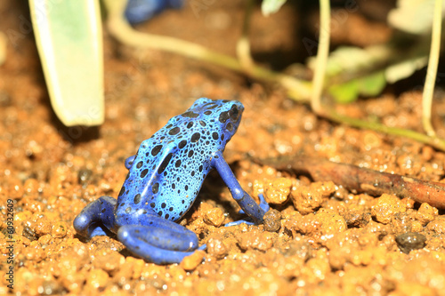 Blue Poison Dart Frog (Dendrobates azureus) in Republiek Surinam photo