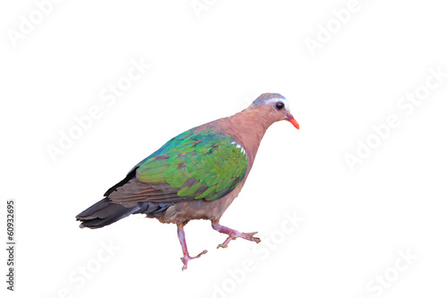 Emerald dove  Chalcophas indica  in Japan  © feathercollector