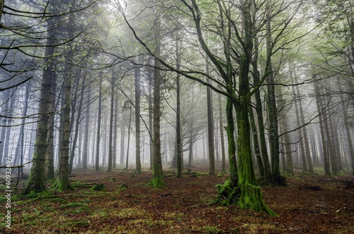 Fogy forest