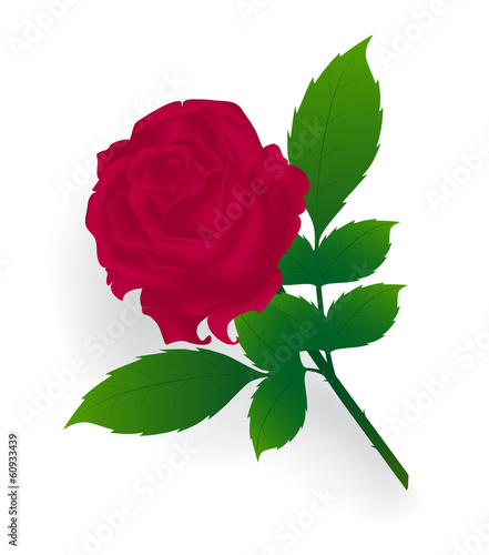 Red rose on a white background