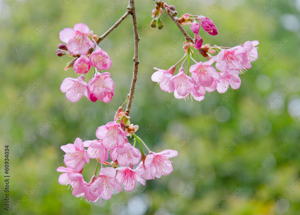 Fototapeta premium Cherry blossom(Sakura) in Chiang Mai, Thailand