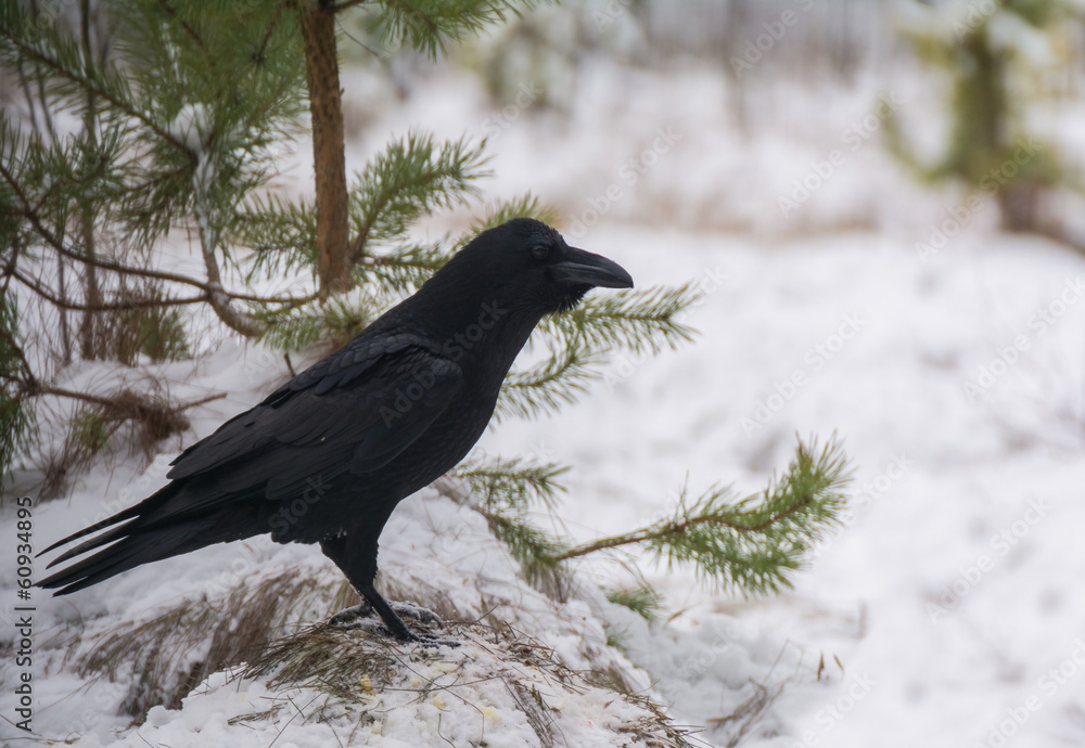 Fototapeta premium Raven