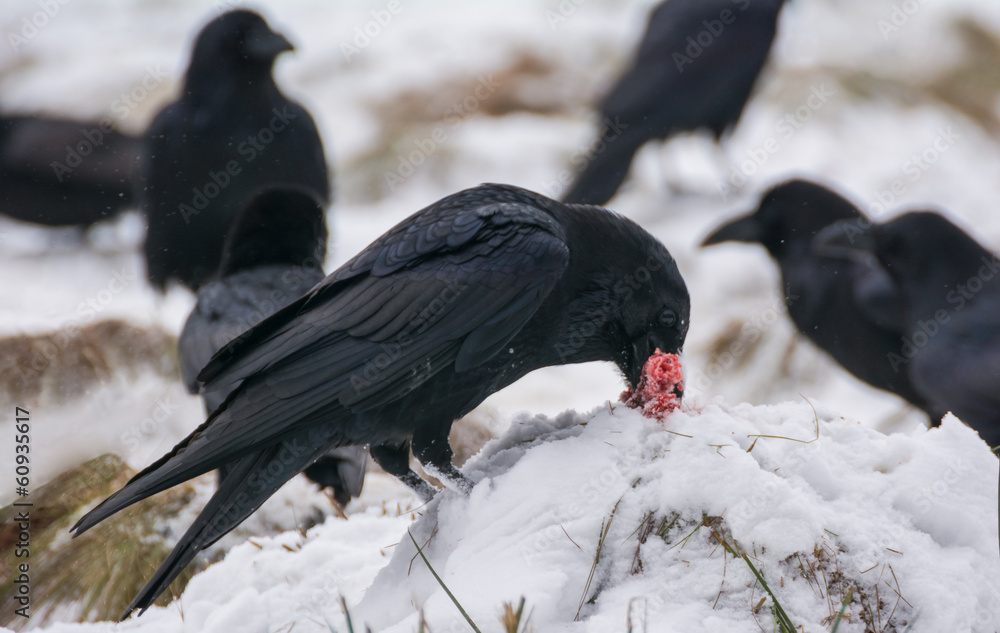 Raven