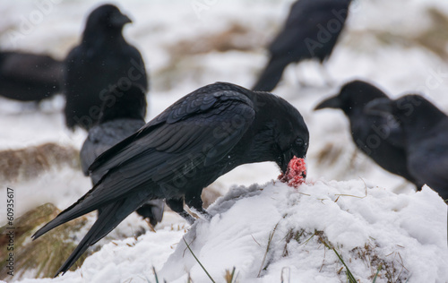 Raven