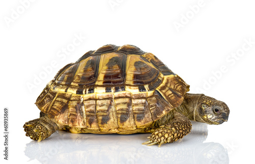 Żółw grecki