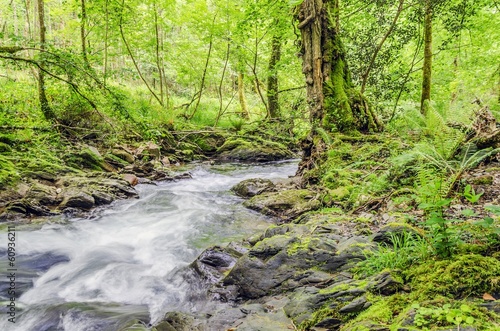 Spring in the forest