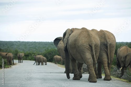 Elephant or elephants in Addo