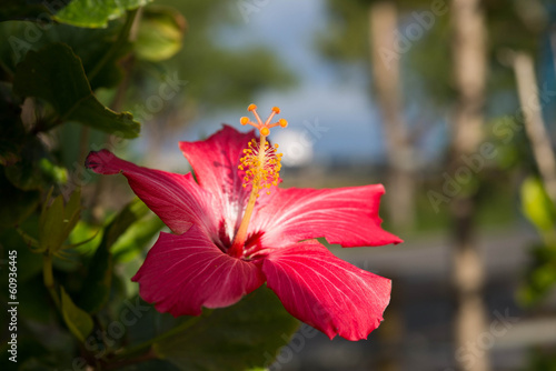ハイビスカス