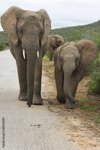Elephant or elephants in Addo
