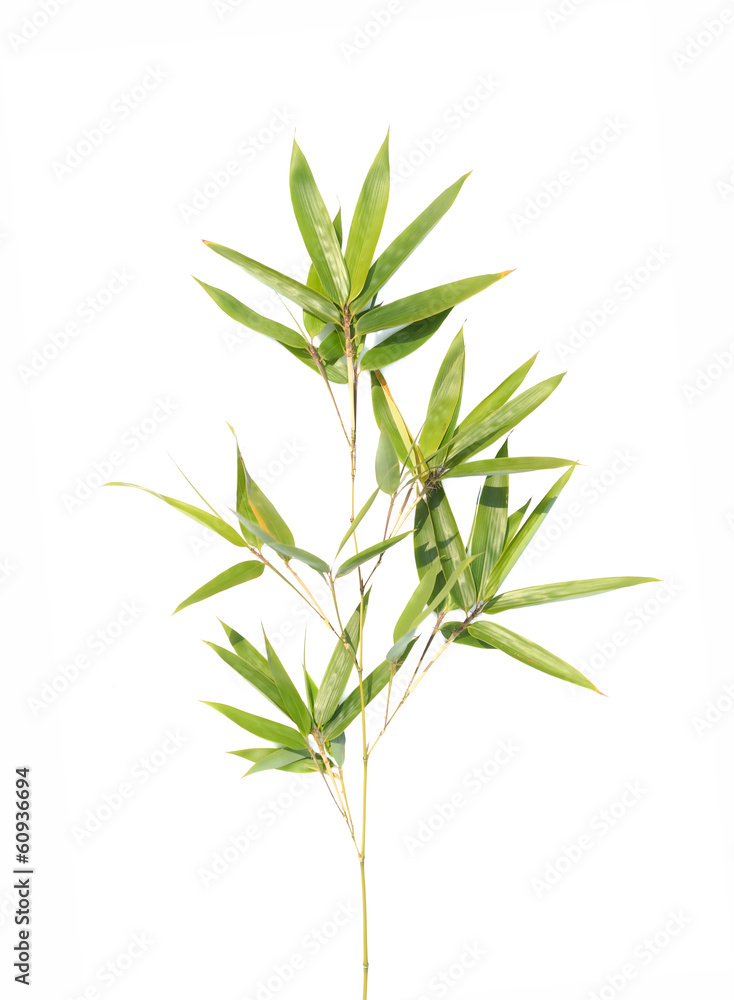 Naklejka premium Bamboo leaves isolated on white background