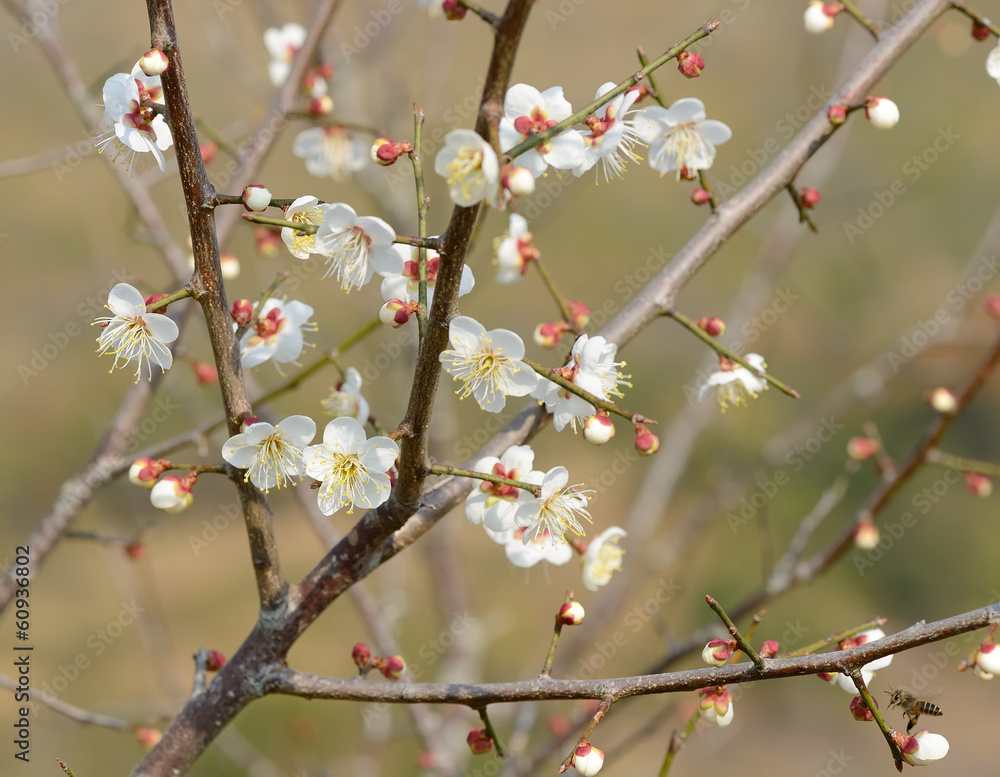 white plum bloossom white plum bloossom