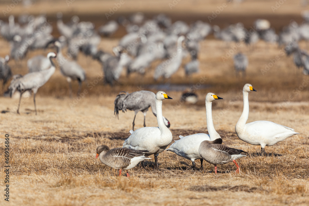 Resting birds Resting birds