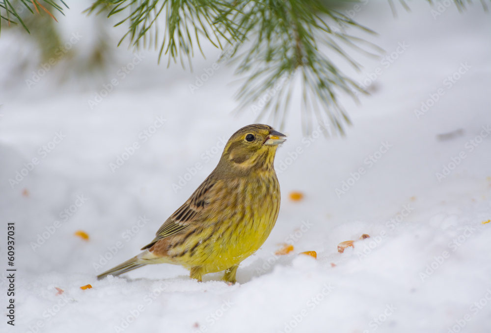 Buntings - Emberiza citrinella Buntings - Emberiza citrinella
