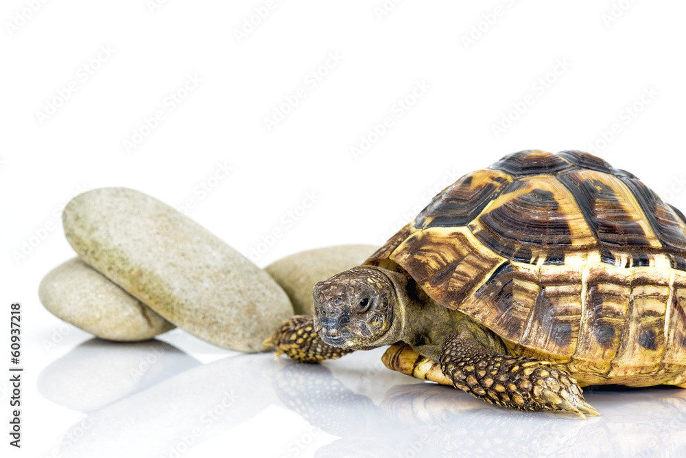 Naklejka premium Żółw grecki