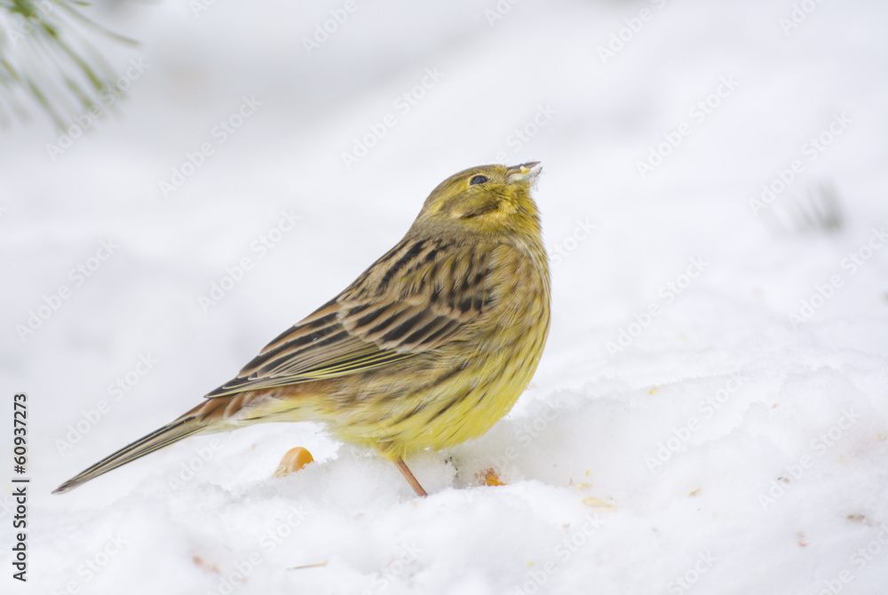 Buntings - Emberiza citrinella Buntings - Emberiza citrinella
