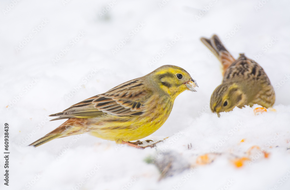 Fototapeta premium Buntings - Emberiza citrinella