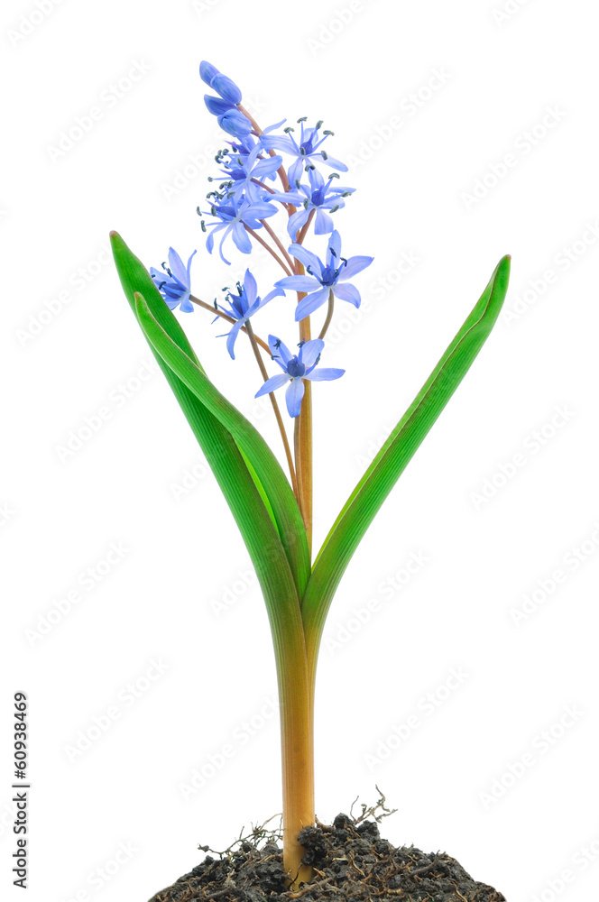 Fototapeta premium Siberian squill (Scilla siberica)