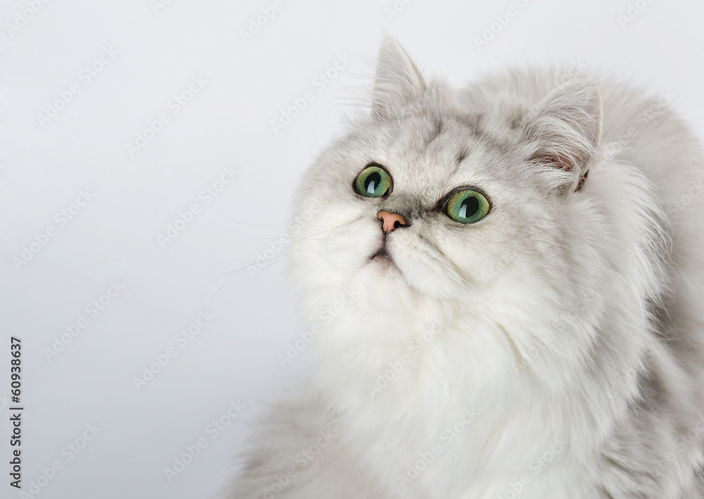 White cat with green eyes looking up