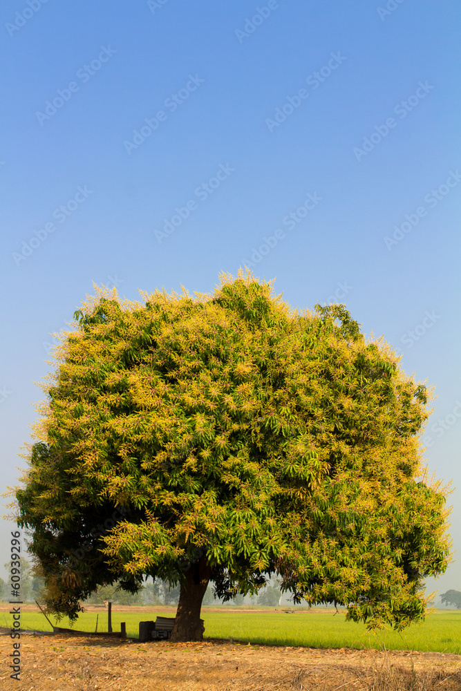 Naklejka premium Bouquet of flowers on the tree, it will be fruitful mango