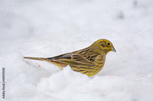 Buntings - Emberiza citrinella © Gucio_55