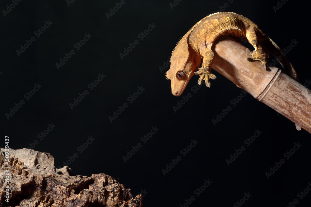 Fototapeta premium Caledonian crested gecko jumping