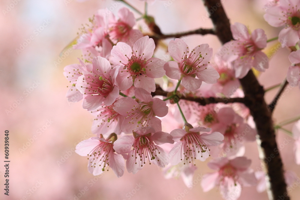 close up detail  pink sakura