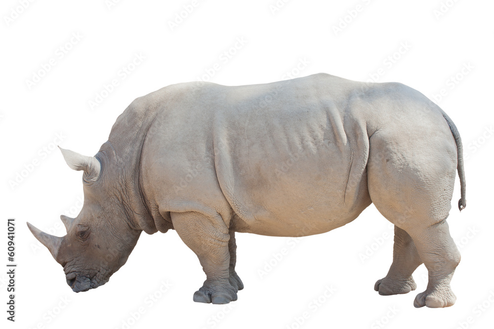 White rhino isolated on the white background White rhino isolated on the white background