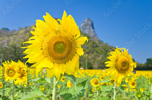 Beautiful Sunflower field