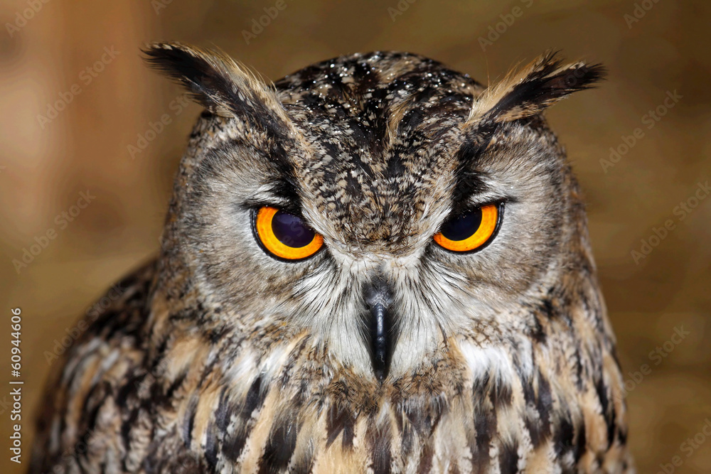 Naklejka premium Eurasian owl eagle very close up, detail face