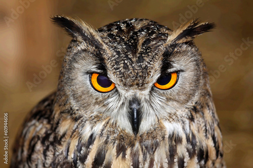 Eurasian owl eagle very close up, detail face