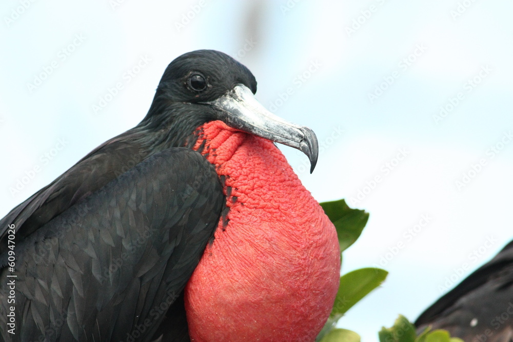 Fototapeta premium Marine birds from the caribbean