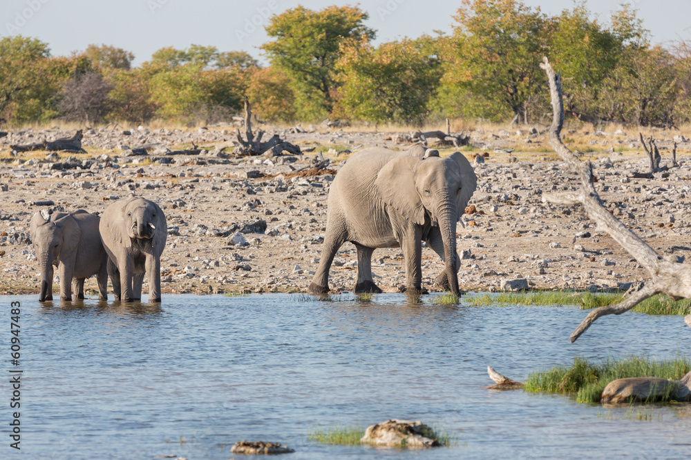 Obraz premium Elephants in Etosha