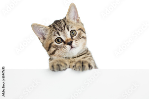 cat kitten peeking out of a blank placard, isolated on white bac