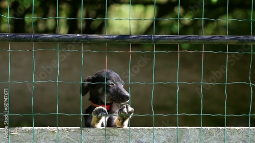 Little puppy in dog shelter
