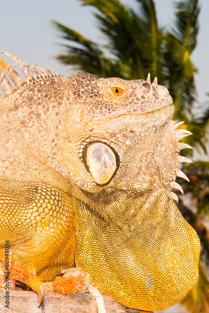 Obraz premium Iguana
