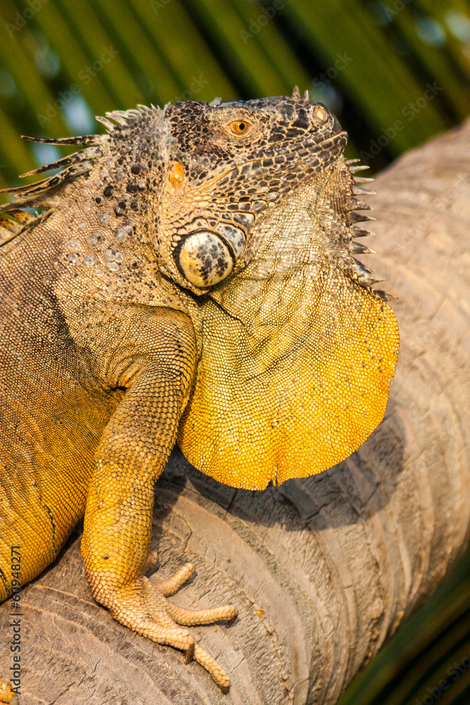Obraz premium Iguana