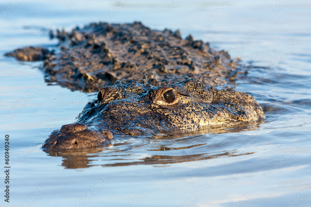 Fototapeta premium american crocodile
