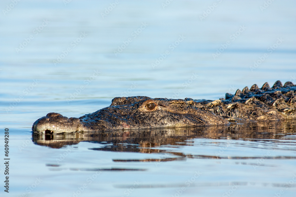 Fototapeta premium american crocodile