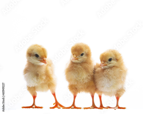 three of little yellow kid chick standing on white background wi Fotobehang