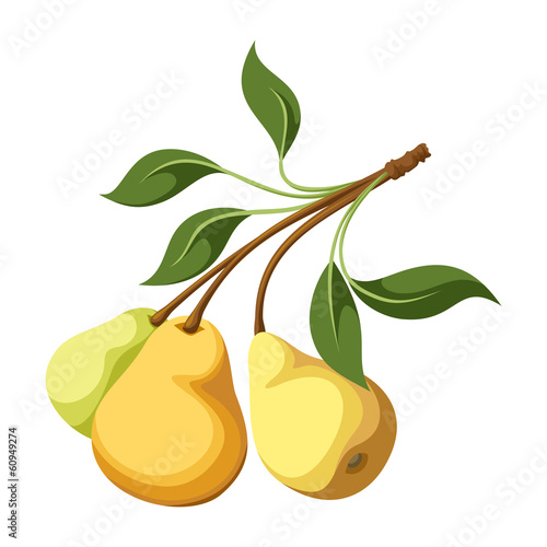 Pears on a branch. Vector illustration.