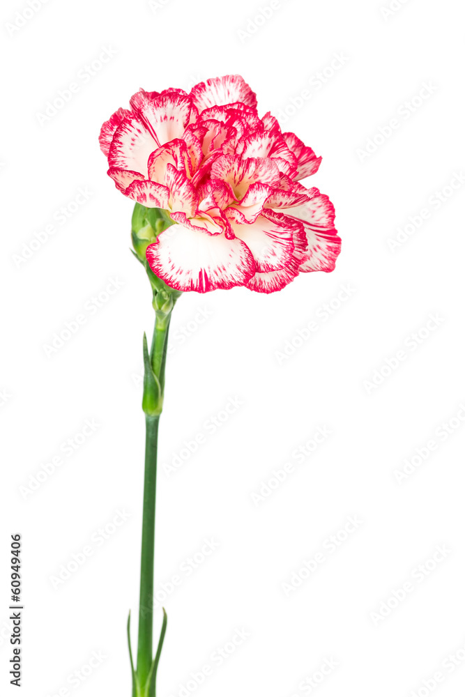 Blooming carnation isolated on white Blooming carnation isolated on white