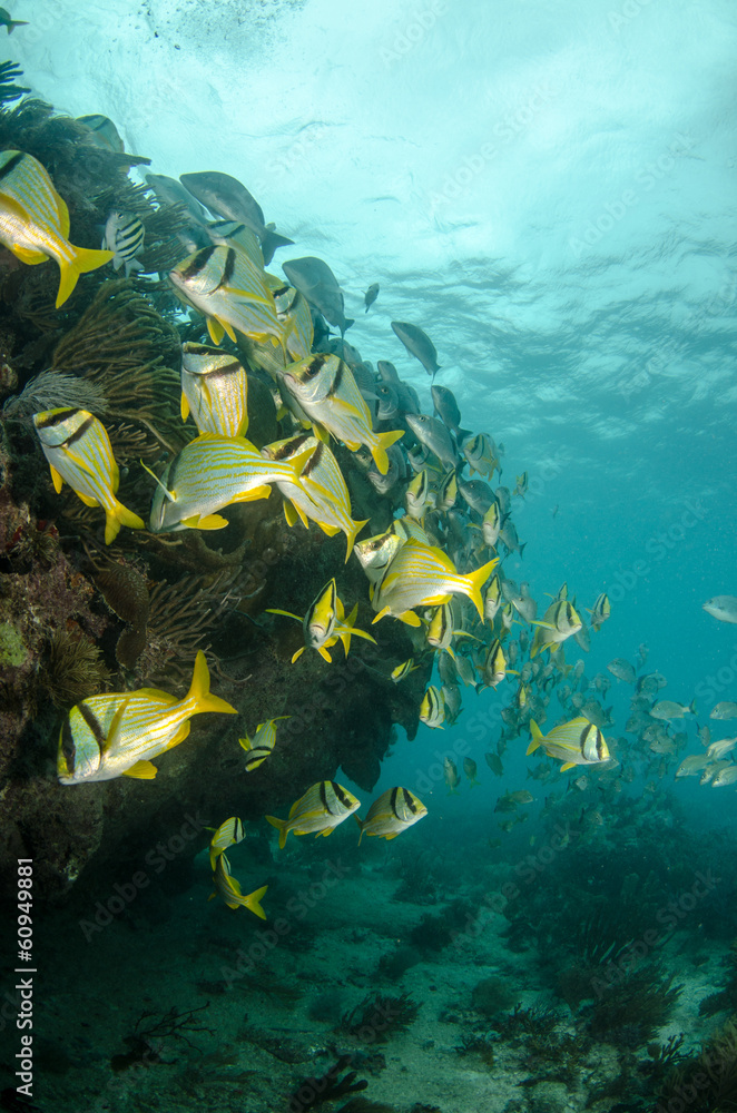 Fototapeta premium Caribbean porkfish