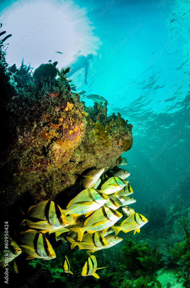 Fototapeta premium Caribbean porkfish
