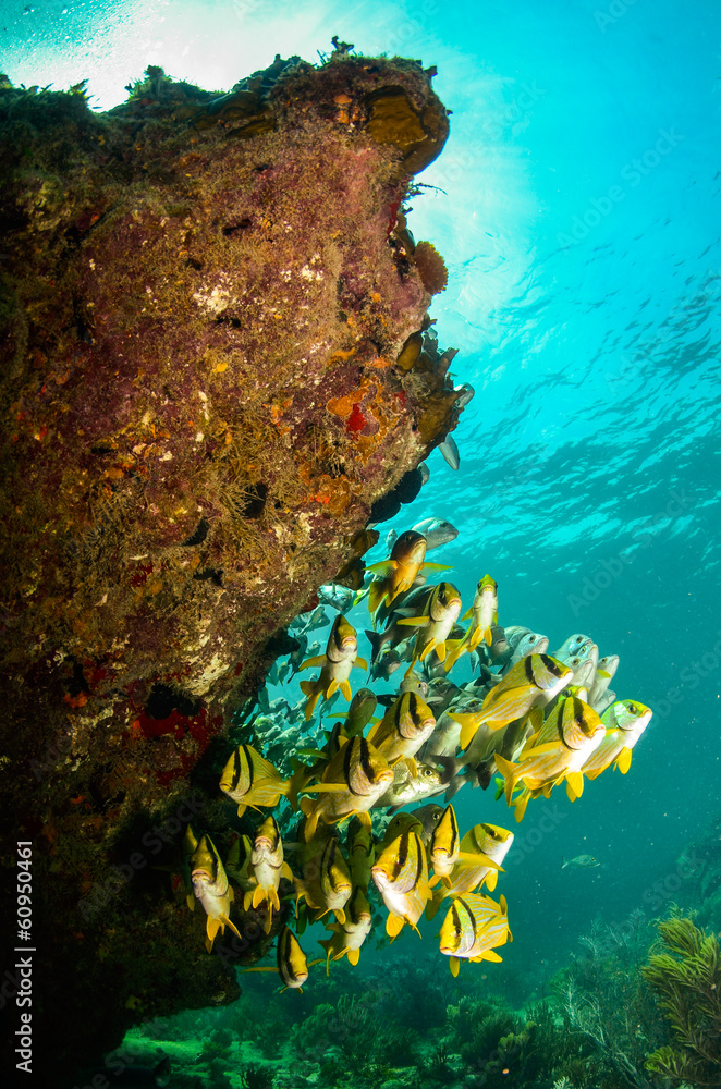 Fototapeta premium Caribbean porkfish