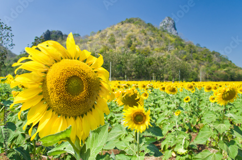 Beautiful Sunflower field