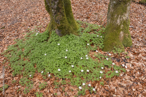 Group of wood anemones in front of tree at aforest. photo