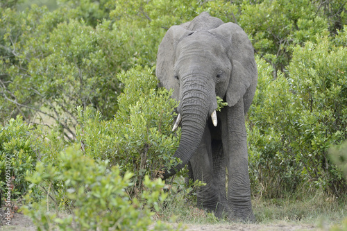 Elephant feeding in the bushes © andreanita