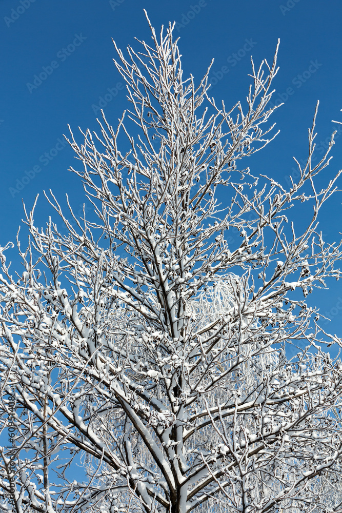 the winter-impression into the frosty day the winter-impression into the frosty day