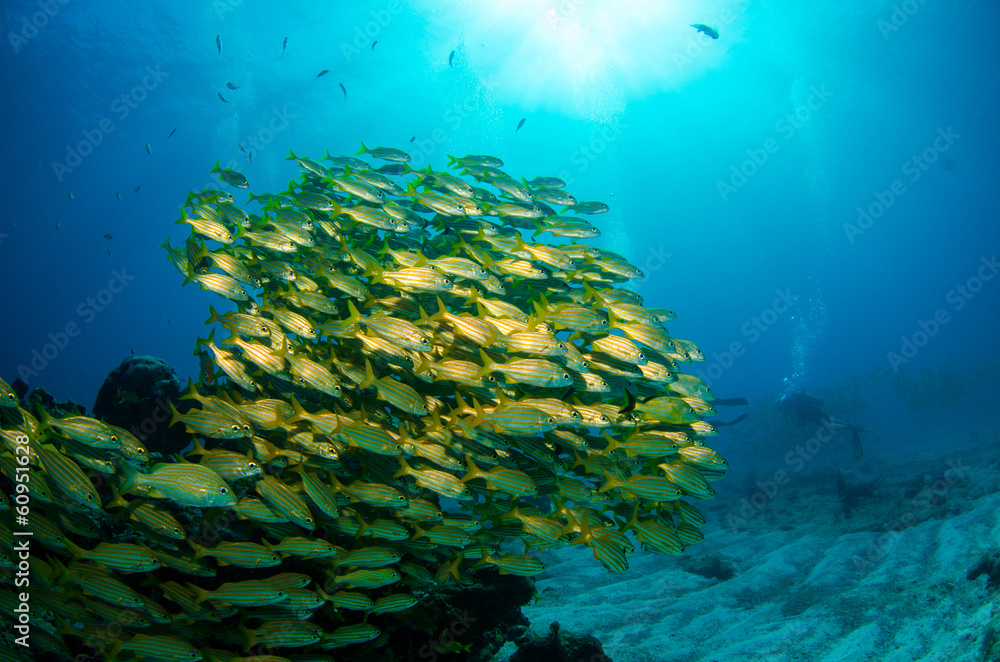 Fototapeta premium grunts and snapper from the caribbean sea